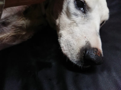 f:id:roukenhome-ann:20190803154537j:plain