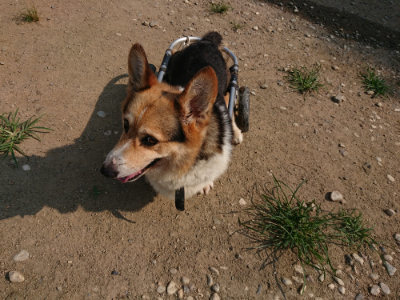 f:id:roukenhome-ann:20190803154559j:plain