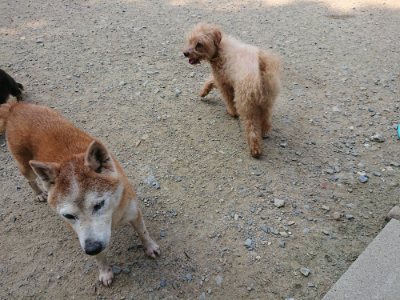 f:id:roukenhome-ann:20190803154825j:plain