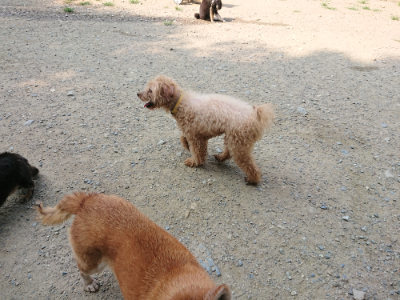 f:id:roukenhome-ann:20190803154832j:plain
