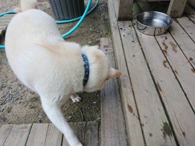 f:id:roukenhome-ann:20190803154925j:plain