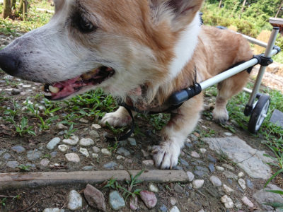 f:id:roukenhome-ann:20190803155040j:plain