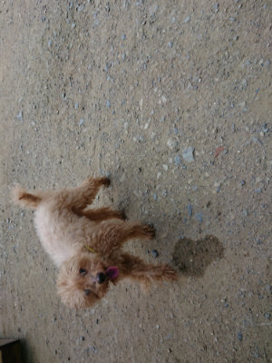 f:id:roukenhome-ann:20190803155110j:plain