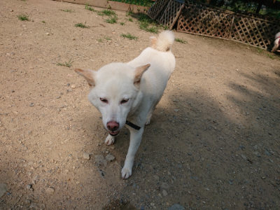 f:id:roukenhome-ann:20190803155126j:plain