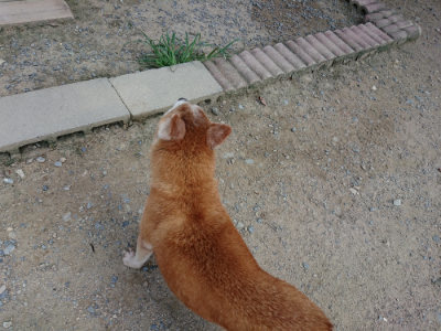 f:id:roukenhome-ann:20190803155325j:plain