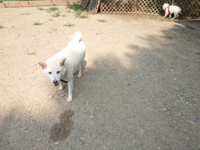 f:id:roukenhome-ann:20190803155337j:plain