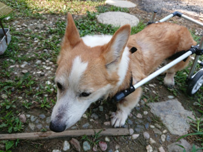 f:id:roukenhome-ann:20190803155644j:plain