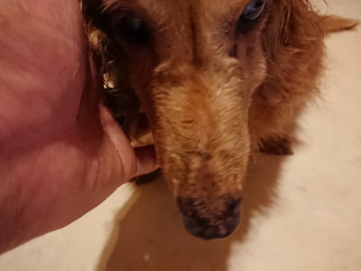 f:id:roukenhome-ann:20190803191026j:plain
