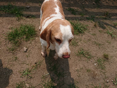 f:id:roukenhome-ann:20190803193044j:plain f:id:roukenhome-ann:20190803193044j:plain
