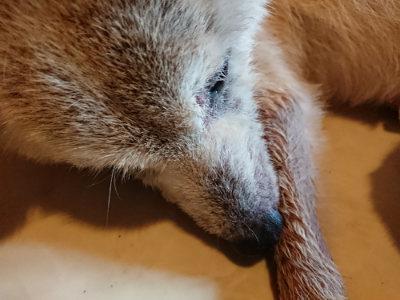 f:id:roukenhome-ann:20190803195648j:plain