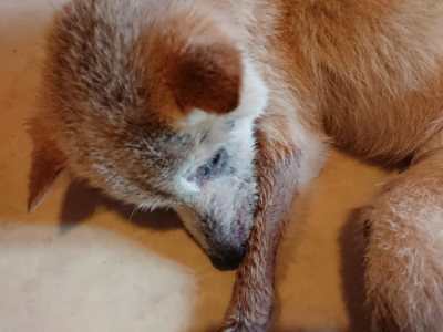 f:id:roukenhome-ann:20190803195823j:plain