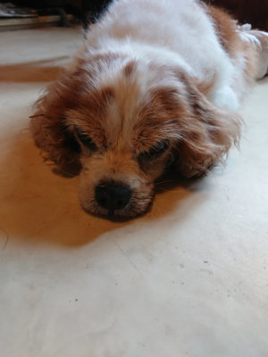 f:id:roukenhome-ann:20190803195945j:plain