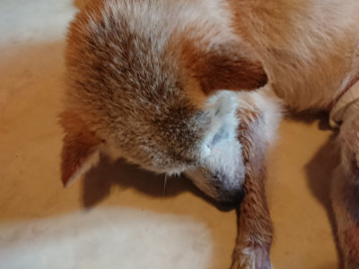 f:id:roukenhome-ann:20190803195951j:plain