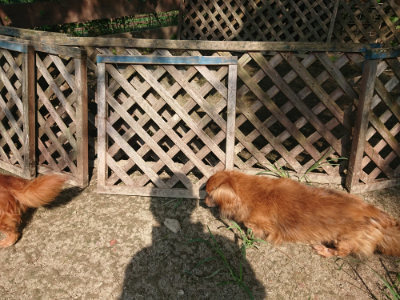f:id:roukenhome-ann:20190804144152j:plain