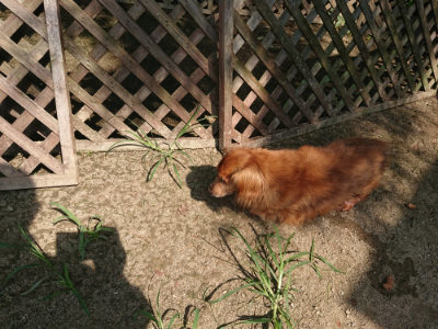 f:id:roukenhome-ann:20190804144238j:plain