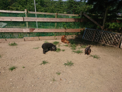 f:id:roukenhome-ann:20190804152156j:plain