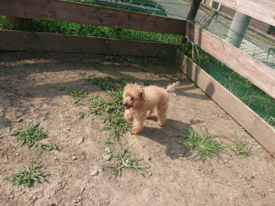 f:id:roukenhome-ann:20190804152335j:plain