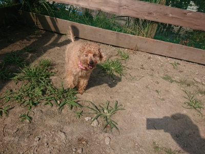f:id:roukenhome-ann:20190804152406j:plain
