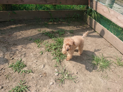 f:id:roukenhome-ann:20190804152441j:plain