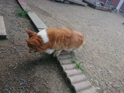 f:id:roukenhome-ann:20190804204523j:plain