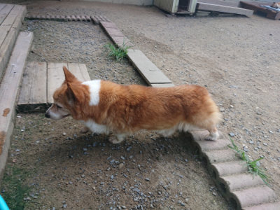 f:id:roukenhome-ann:20190804204530j:plain