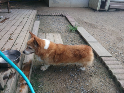 f:id:roukenhome-ann:20190804204626j:plain
