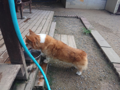 f:id:roukenhome-ann:20190804204632j:plain