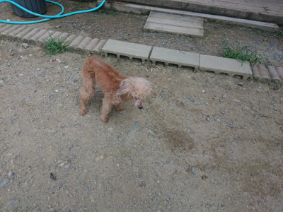 f:id:roukenhome-ann:20190804204909j:plain