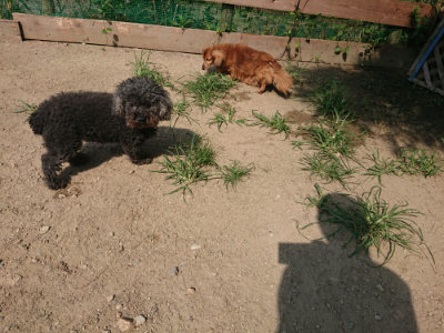 f:id:roukenhome-ann:20190804205624j:plain