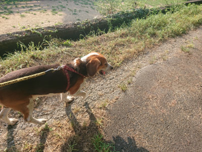 f:id:roukenhome-ann:20190805184231j:plain