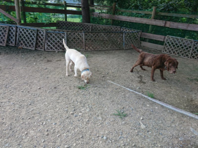 f:id:roukenhome-ann:20190805184515j:plain