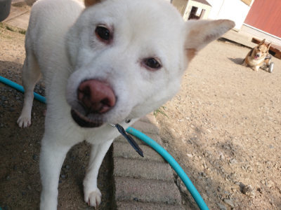 f:id:roukenhome-ann:20190805184529j:plain