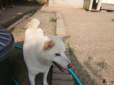 f:id:roukenhome-ann:20190805184535j:plain