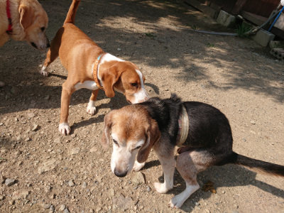 f:id:roukenhome-ann:20190805184656j:plain