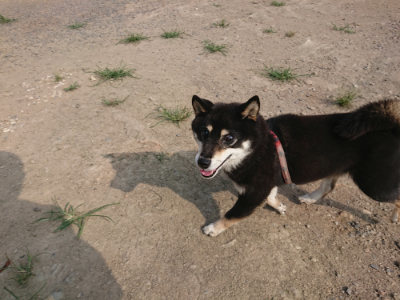 f:id:roukenhome-ann:20190805184700j:plain