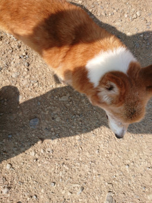 f:id:roukenhome-ann:20190805184926j:plain