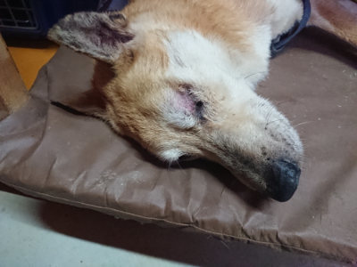 f:id:roukenhome-ann:20190805185044j:plain