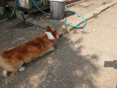 f:id:roukenhome-ann:20190805185051j:plain
