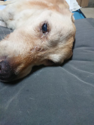 f:id:roukenhome-ann:20190805185149j:plain