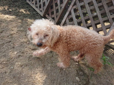 f:id:roukenhome-ann:20190805185330j:plain