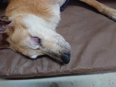 f:id:roukenhome-ann:20190805185350j:plain