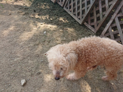 f:id:roukenhome-ann:20190805185356j:plain