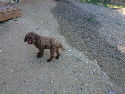f:id:roukenhome-ann:20190805192513j:plain