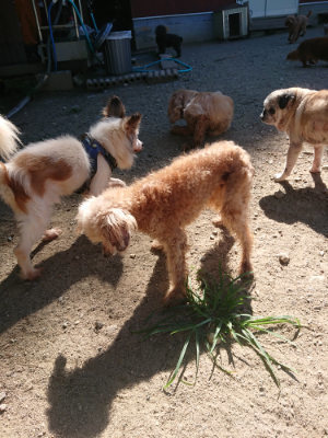 f:id:roukenhome-ann:20190805194504j:plain