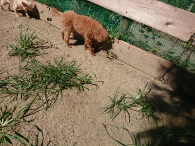 f:id:roukenhome-ann:20190805194511j:plain