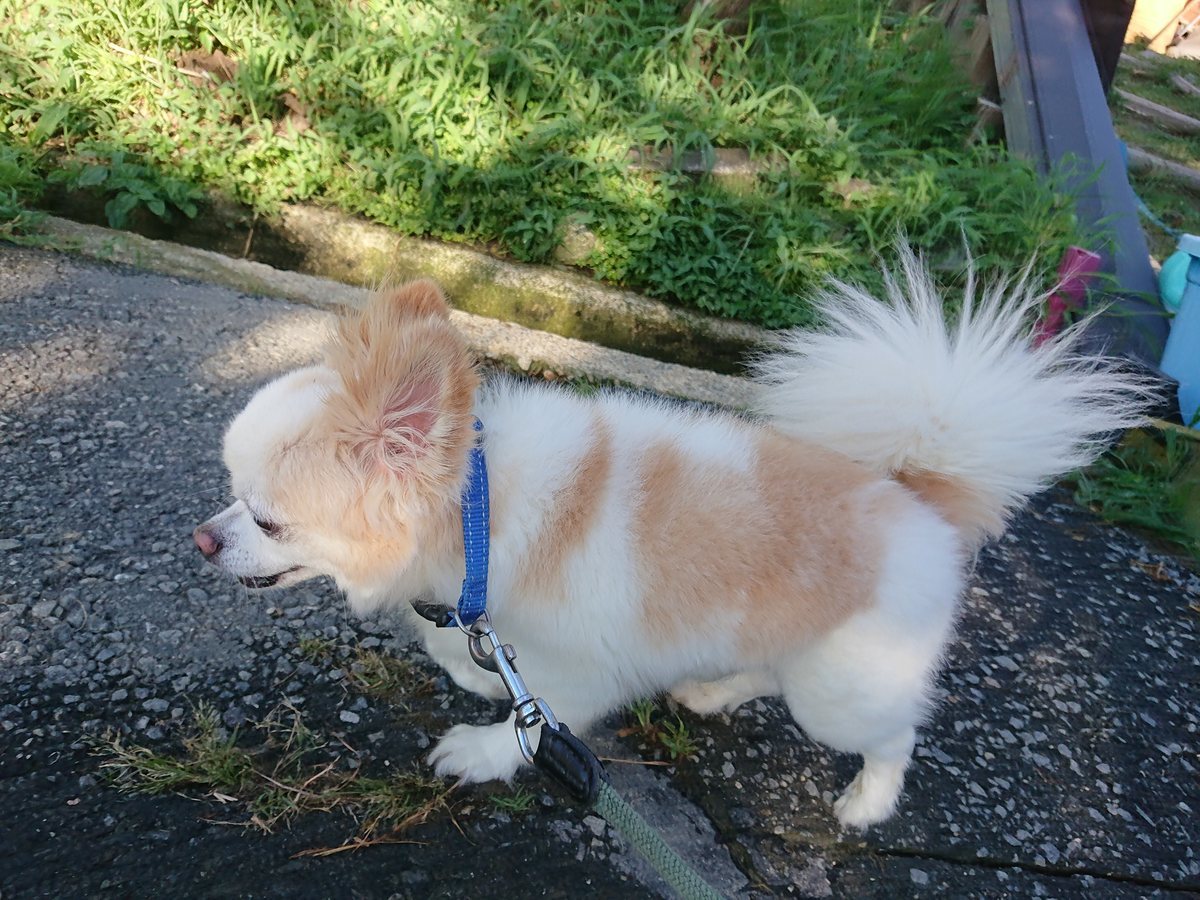f:id:roukenhome-ann:20190805194902j:plain