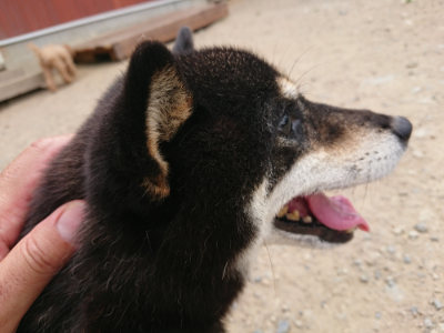 f:id:roukenhome-ann:20190806124344j:plain
