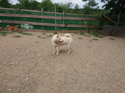 f:id:roukenhome-ann:20190806124618j:plain
