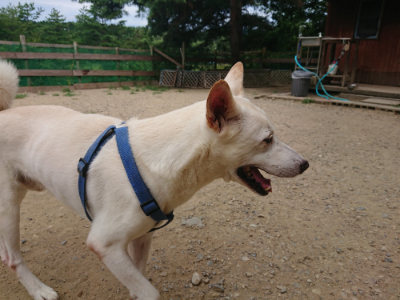 f:id:roukenhome-ann:20190806124629j:plain