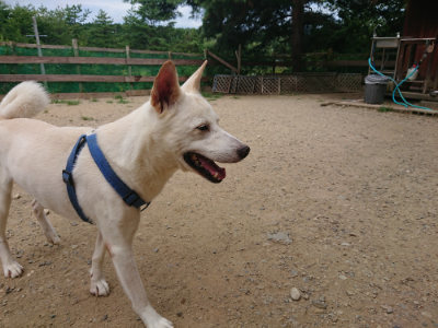 f:id:roukenhome-ann:20190806124707j:plain